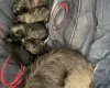 Shihpoo