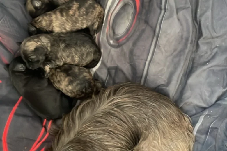 Shihpoo