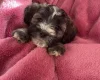 Shihpoo