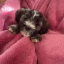Shihpoo