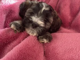 Shihpoo