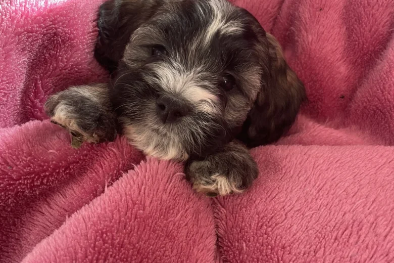 Shihpoo
