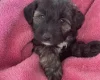 Shihpoo