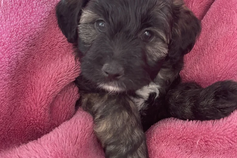 Shihpoo