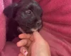 Shihpoo