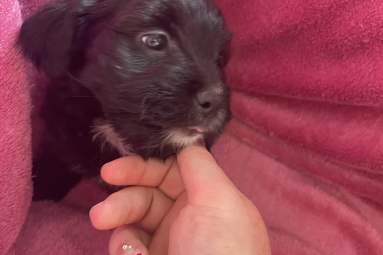 Shihpoo