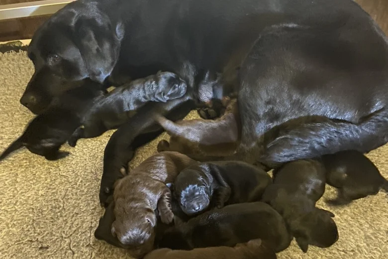 Labrador Retriever