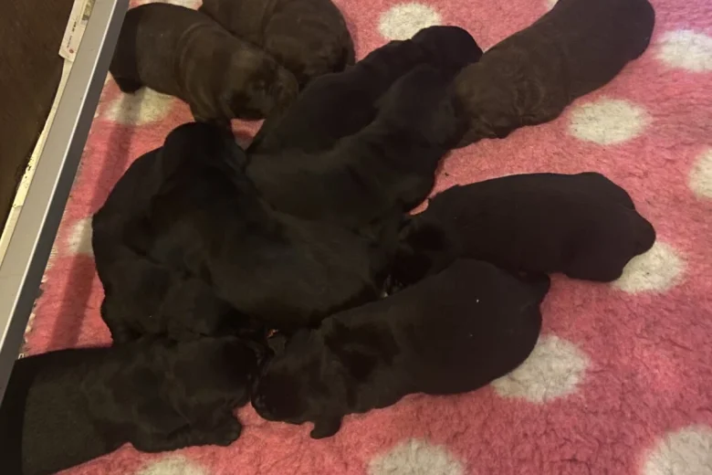 Labrador Retriever