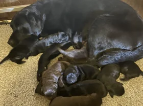 Labrador Retriever