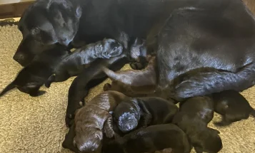 Labrador Retriever