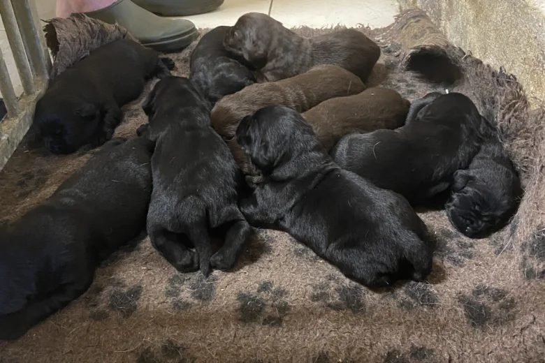 Labrador Retriever