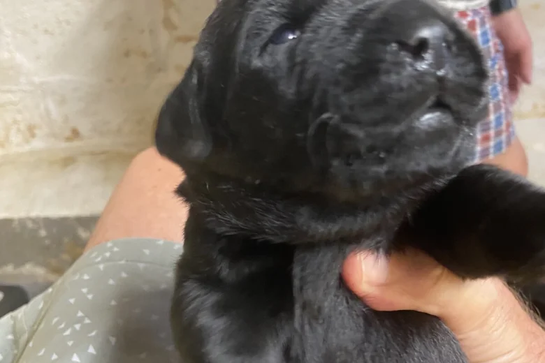 Labrador Retriever