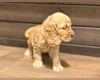 Cocker Spaniel (Show)