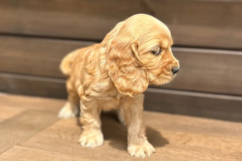 Cocker Spaniel (Show)