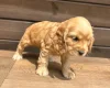 Cocker Spaniel (Show)