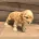 Cocker Spaniel (Show)