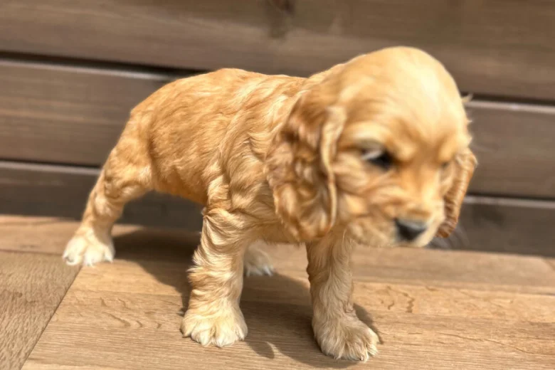 Cocker Spaniel (Show)