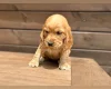 Cocker Spaniel (Show)