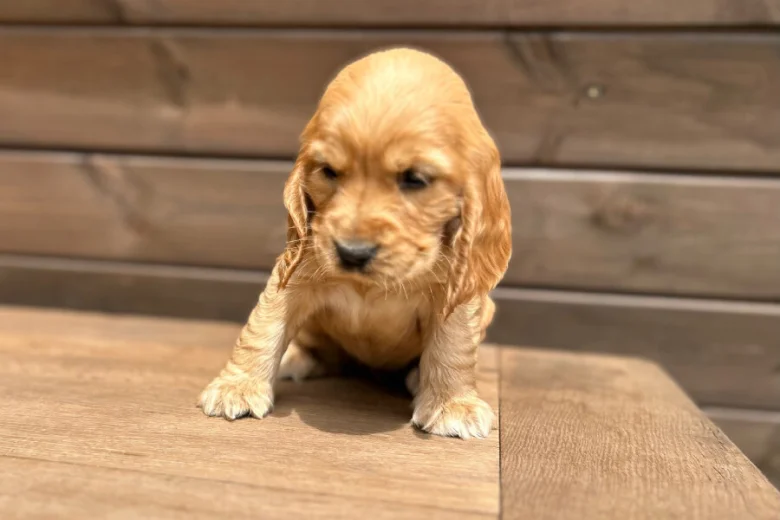 Cocker Spaniel (Show)