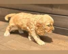 Cocker Spaniel (Show)