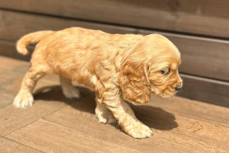 Cocker Spaniel (Show)