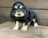 Cocker Spaniel (Show)
