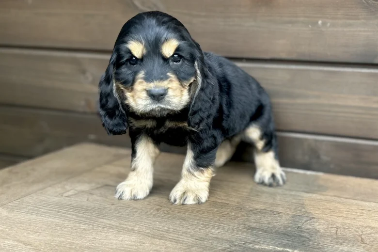 Cocker Spaniel (Show)