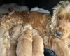 Cocker Spaniel (Show)
