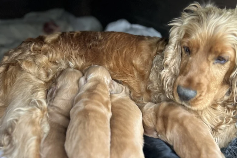 Cocker Spaniel (Show)