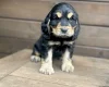 Cocker Spaniel (Show)