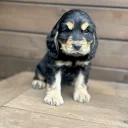 Cocker Spaniel (Show)