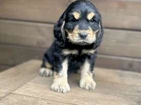 Cocker Spaniel (Show)