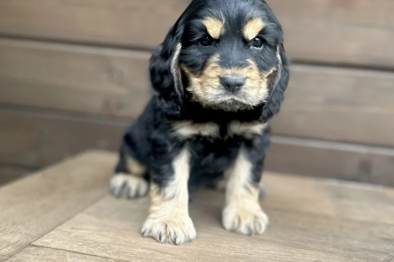 Cocker Spaniel (Show)