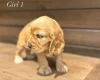 Cocker Spaniel (Show)