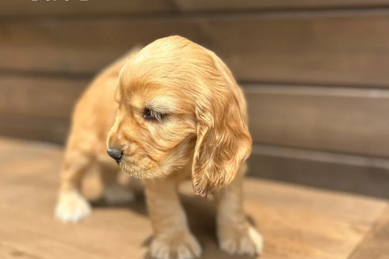 Cocker Spaniel (Show)