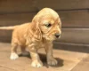 Cocker Spaniel (Show)