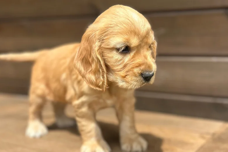 Cocker Spaniel (Show)