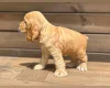Cocker Spaniel (Show)
