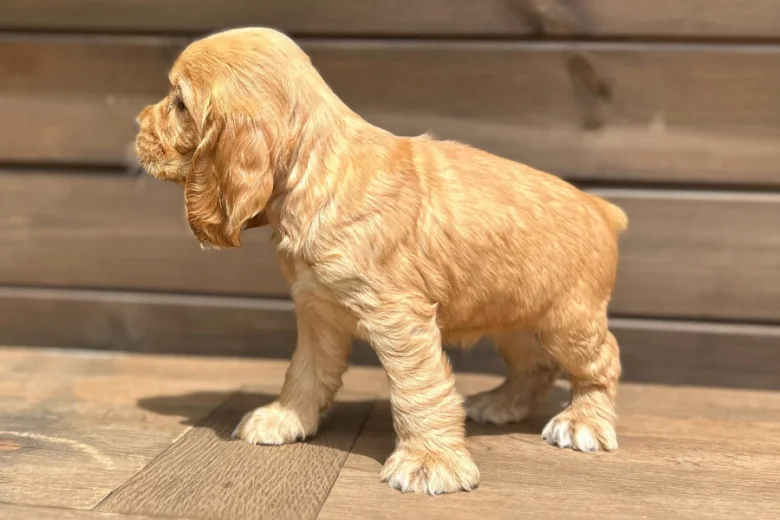 Cocker Spaniel (Show)