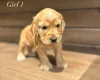 Cocker Spaniel (Show)