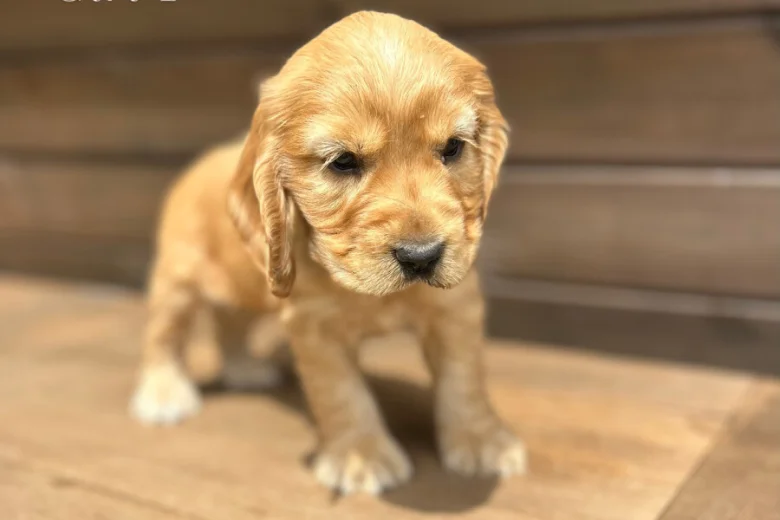 Cocker Spaniel (Show)