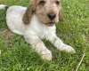 Cocker Spaniel (Show)