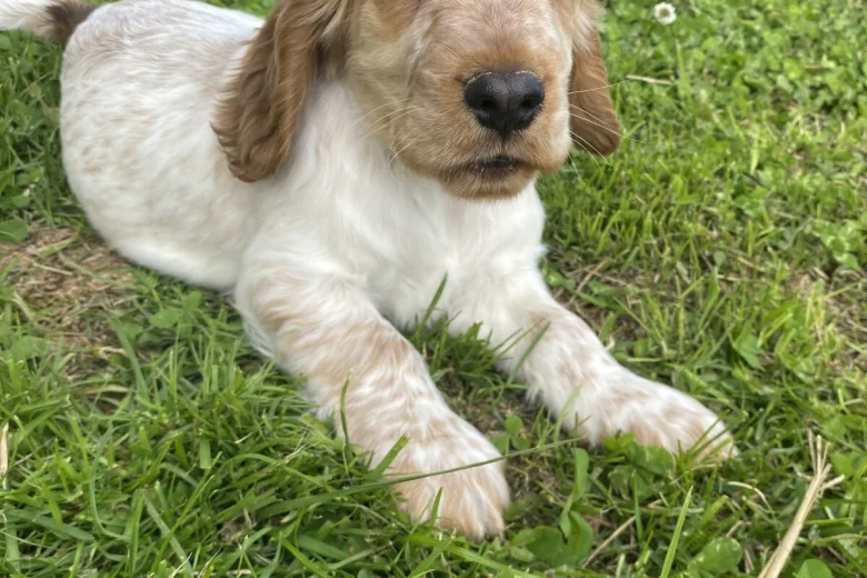 Cocker Spaniel (Show)