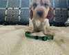 Cocker Spaniel (Show)