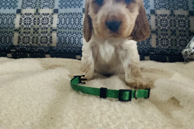 Cocker Spaniel (Show)