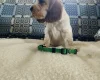 Cocker Spaniel (Show)