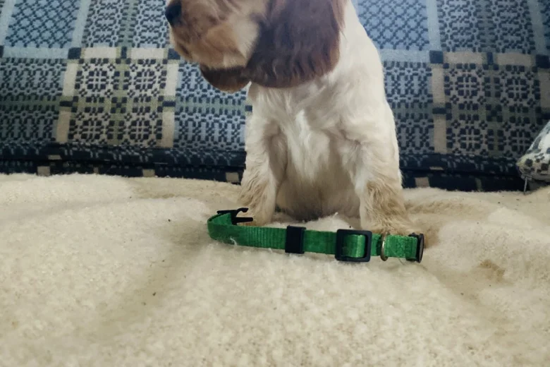 Cocker Spaniel (Show)