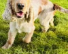 Cocker Spaniel (Show)