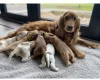 Cocker Spaniel (Show)