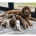 Cocker Spaniel (Show)